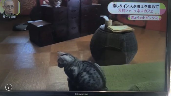 廣島ねこ奉行さんがテレビに!!!